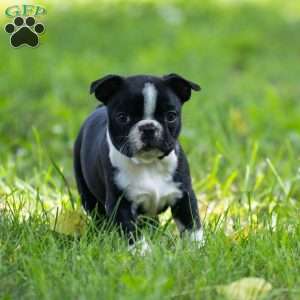 Oliver, Boston Terrier Puppy